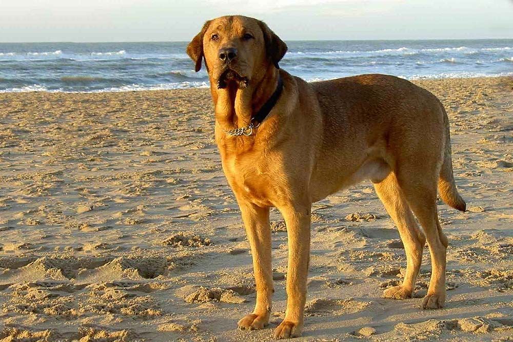 Problemas salud Broholmer