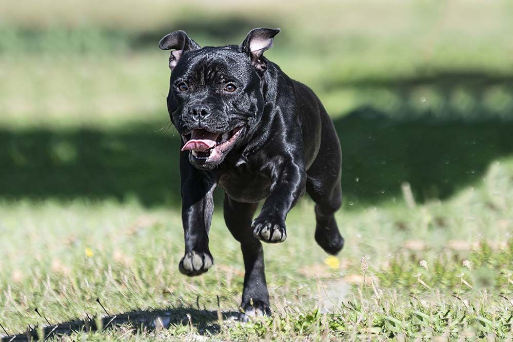 Problemas staffordshire bull terrier