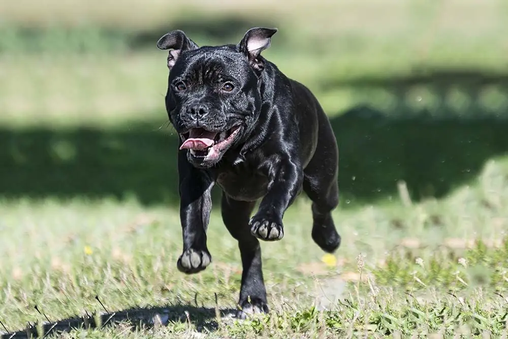 Problemas staffordshire bull terrier