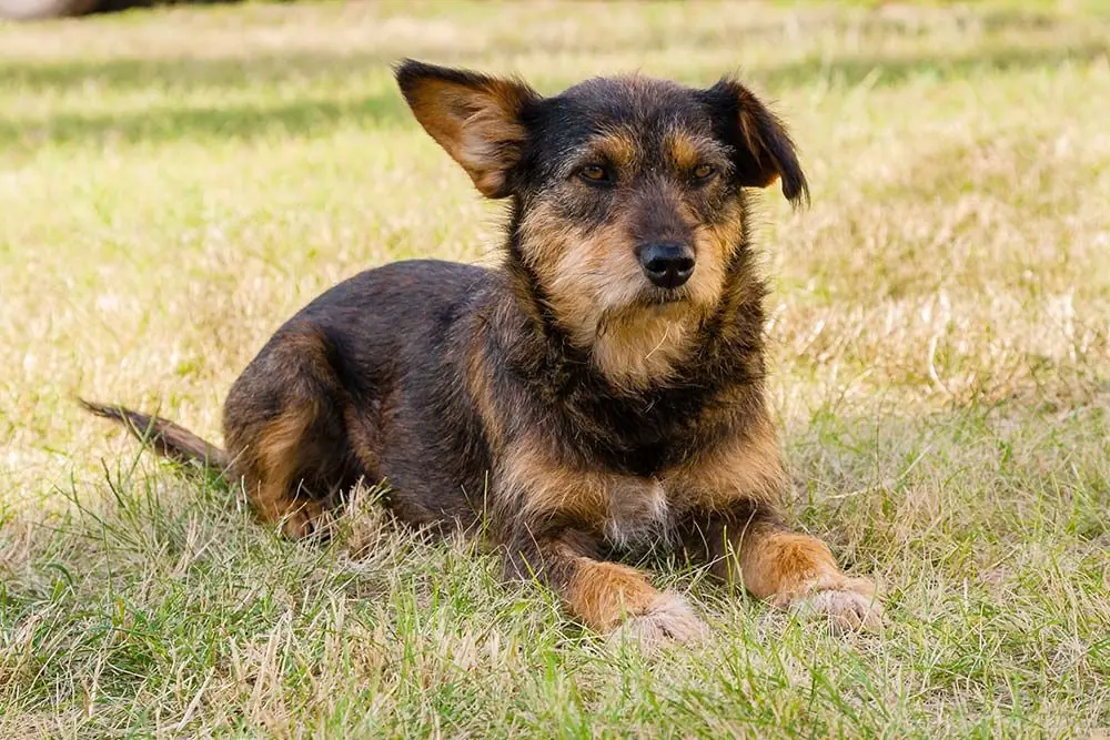 Problemes de sante communs chez les chiens plus ages