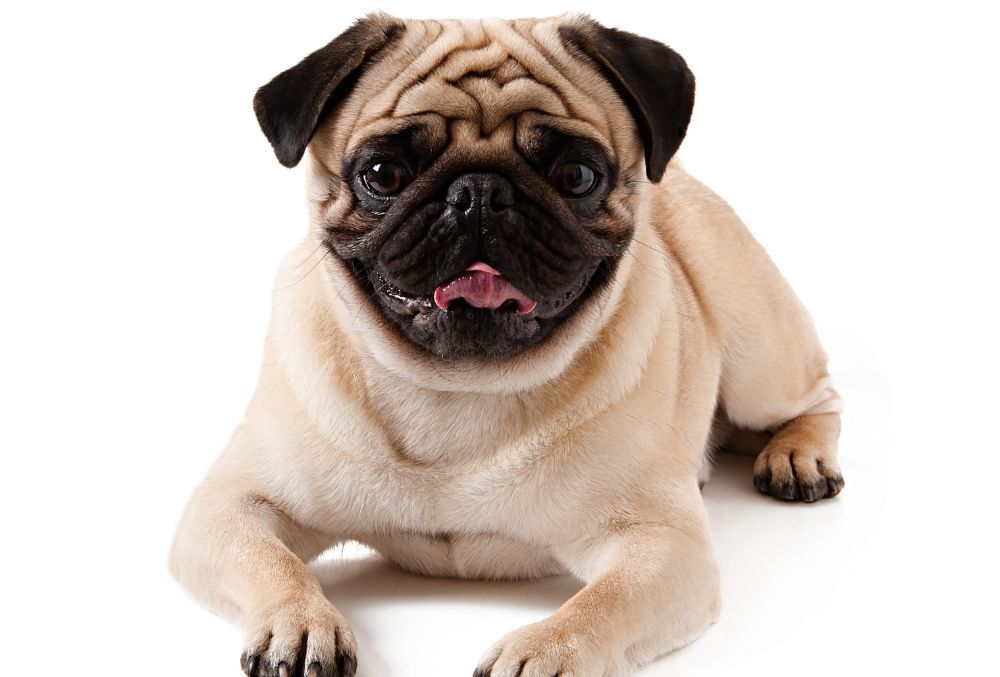 Pug