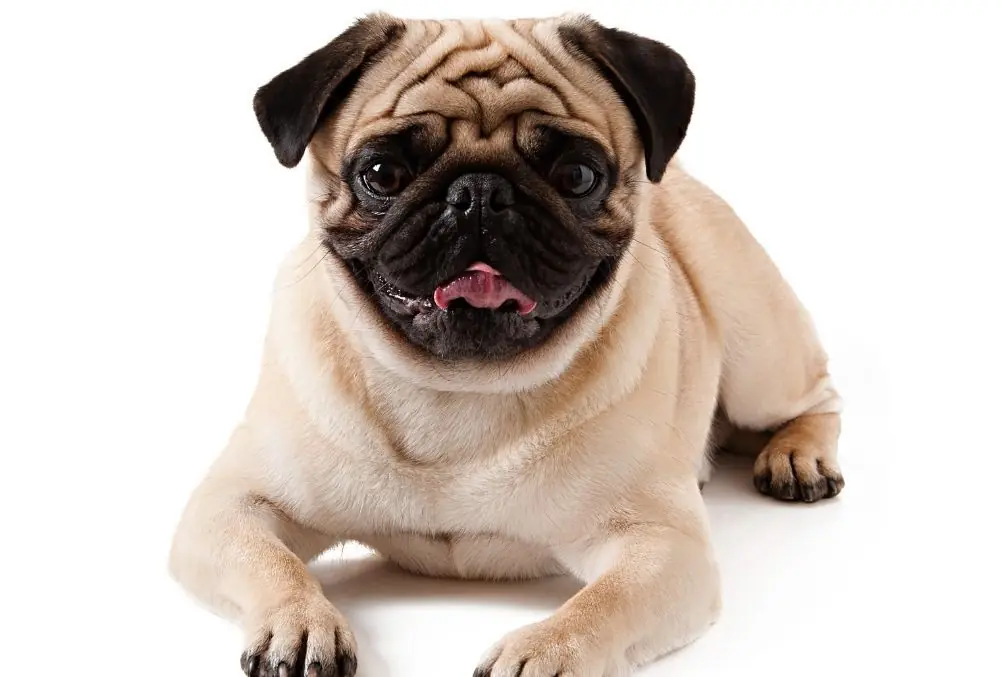Pug