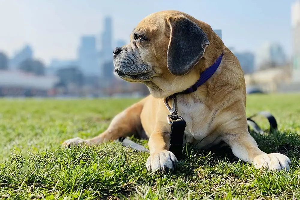 Puggle: características, cuidados, alimentación y carácter