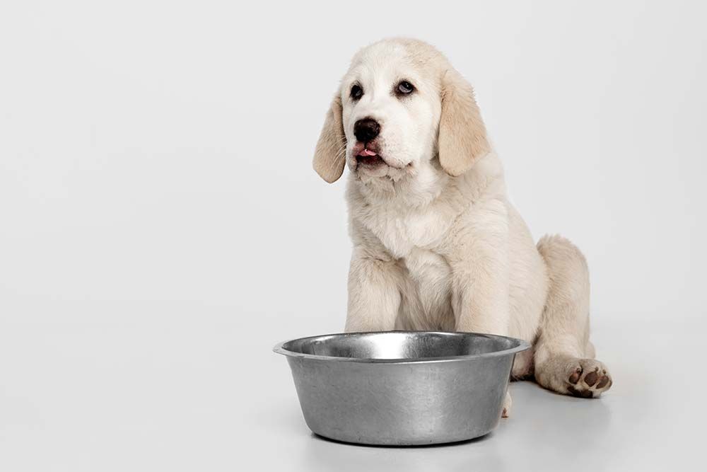 Quali alimenti devono essere evitati Alabai