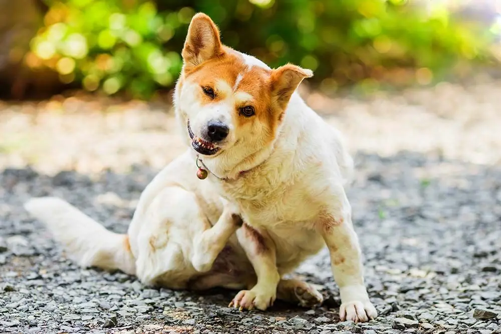 Quali sono principali sintomi cane zecche