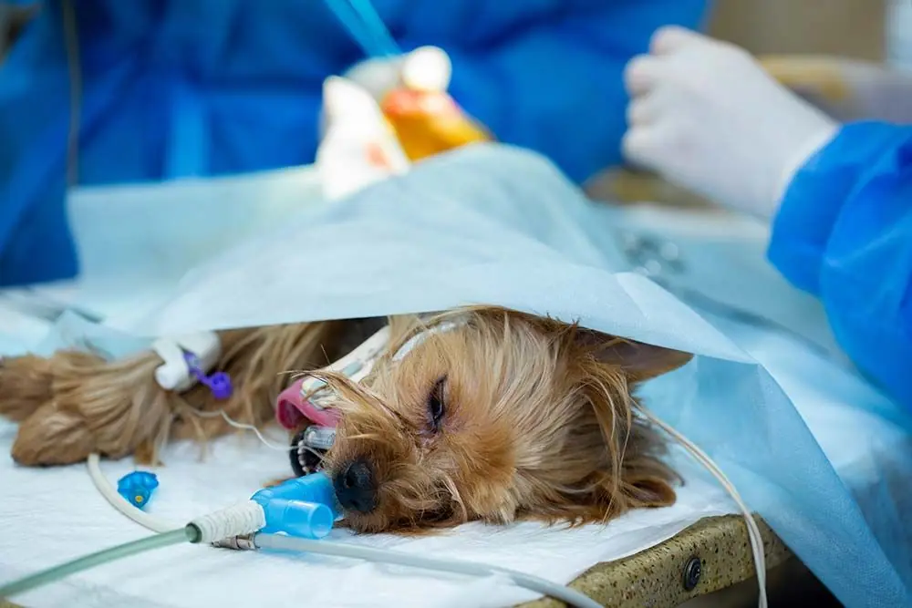 Quali trattamenti sono disponibili per combattere il cancro