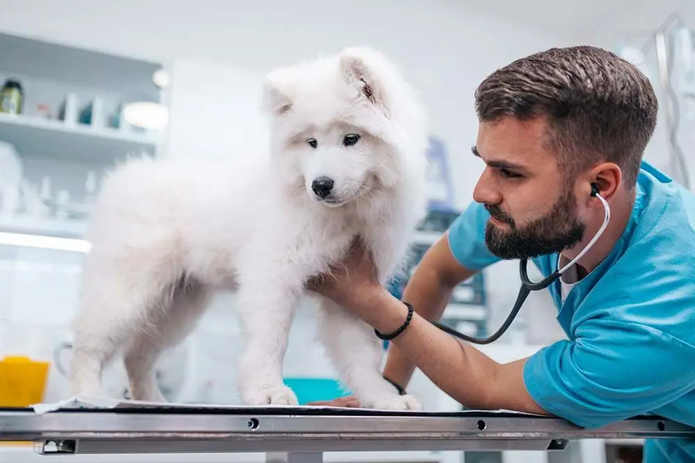 Quando cercare assistenza veterinaria