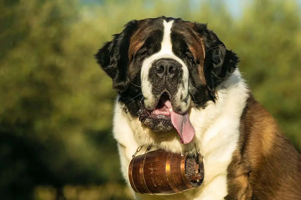Quanto vive un cane? Scopri la durata media della vita di un cane!
