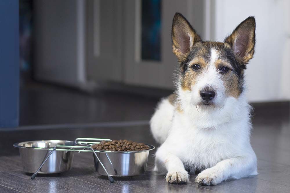 Que se passe t il si votre chien arrete de manger