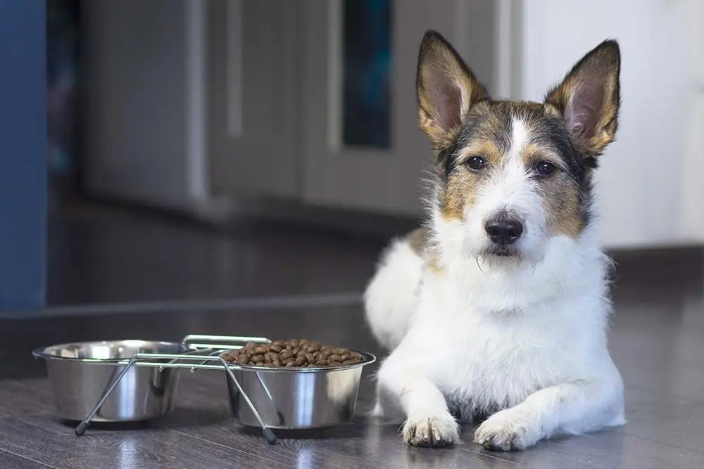 Que se passe t il si votre chien arrete de manger