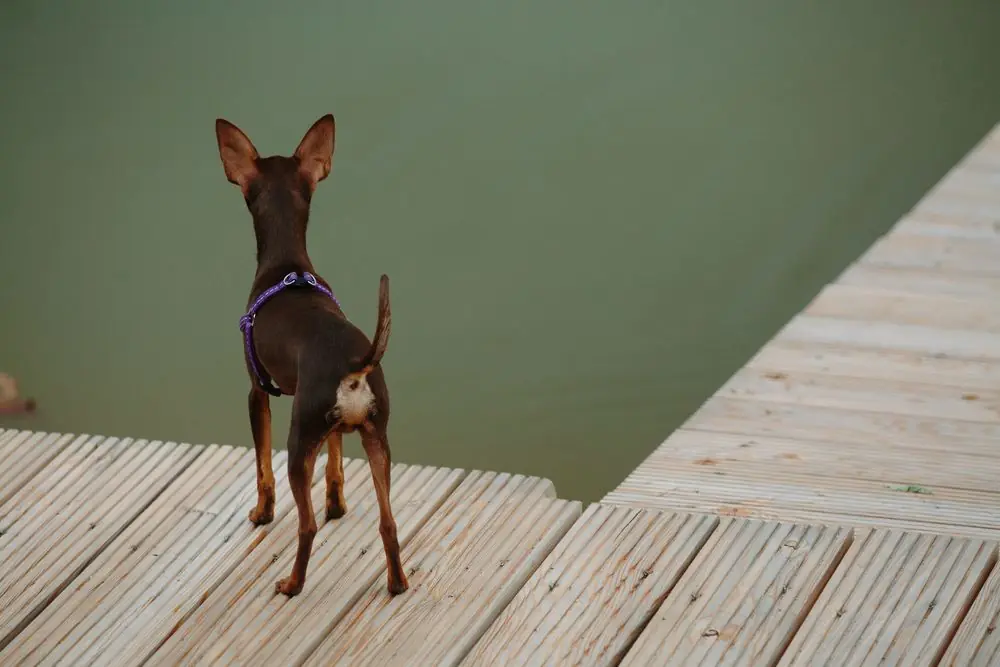 Ratón de Praga disfrutando de un juego al aire libre