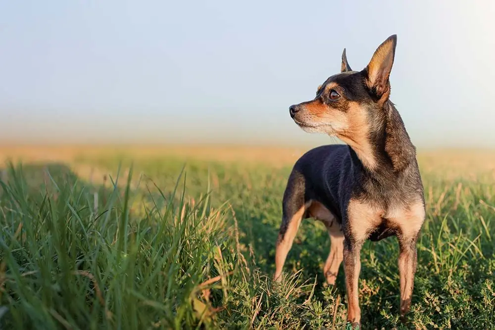 Ratón de praga: características, cuidados, alimentación y carácter