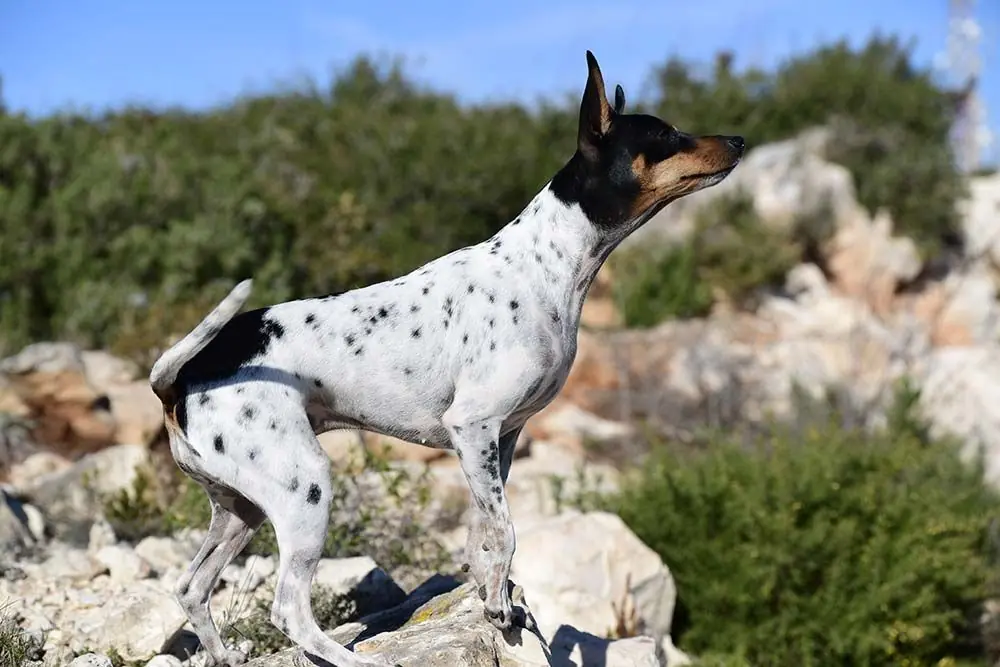 Ratonero valenciano caracter