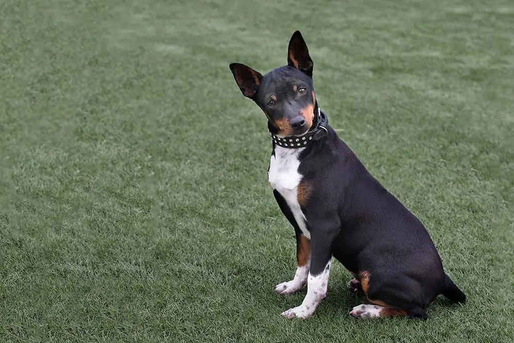 Ratonero valenciano o gos rater valencià: características, cuidados, alimentación y carácter