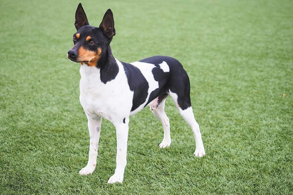 Ratonero valenciano problemas