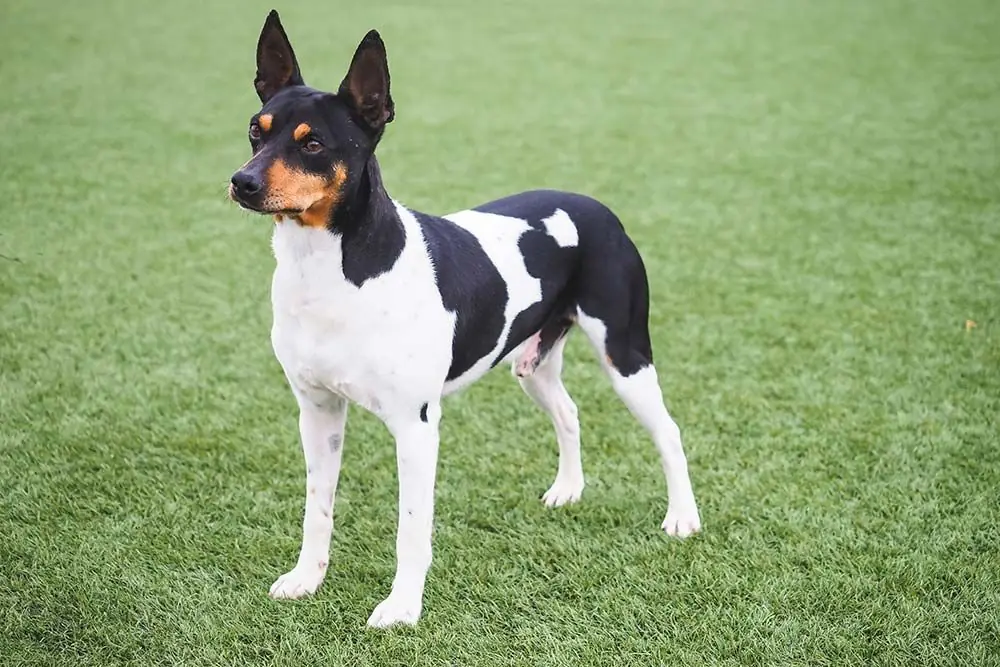 Ratonero valenciano problemas