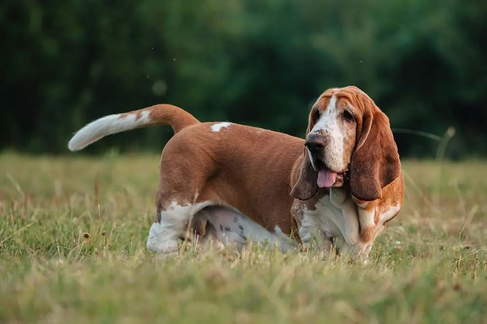 Razas de perros alargados basset hound