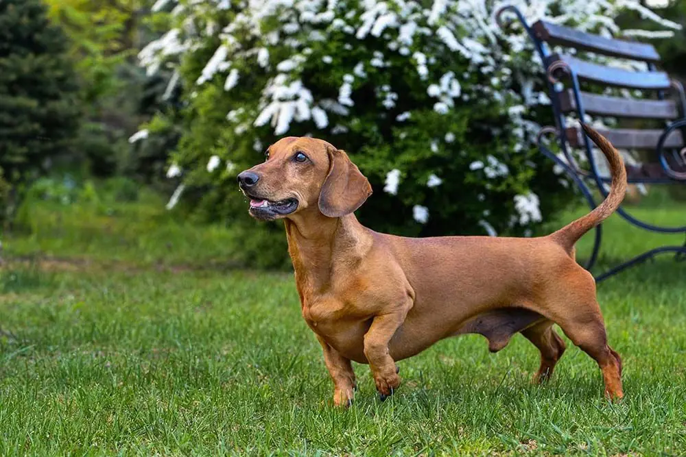 Razas de perros alargados: Descubre las características únicas de estos perros