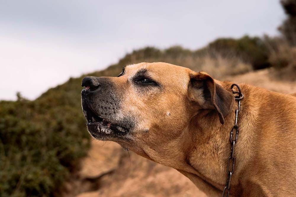 Razas de perros argentinos Cimarron uruguayo