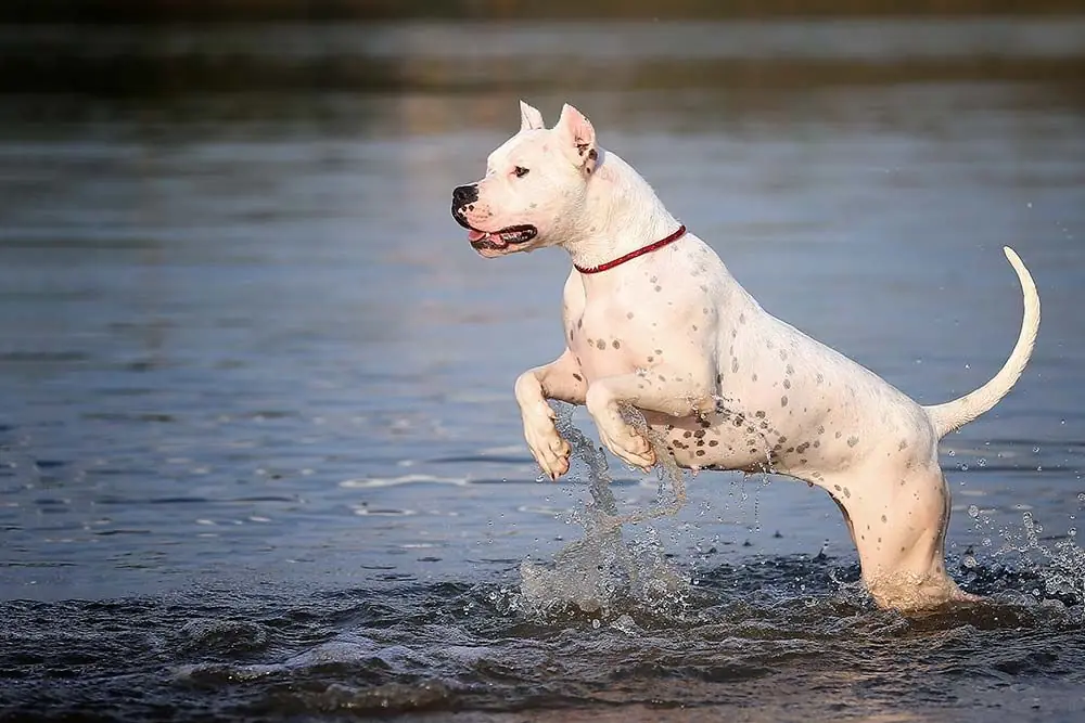 Razas de perros argentinos: Conoce las razas de perros originarias del país del sur