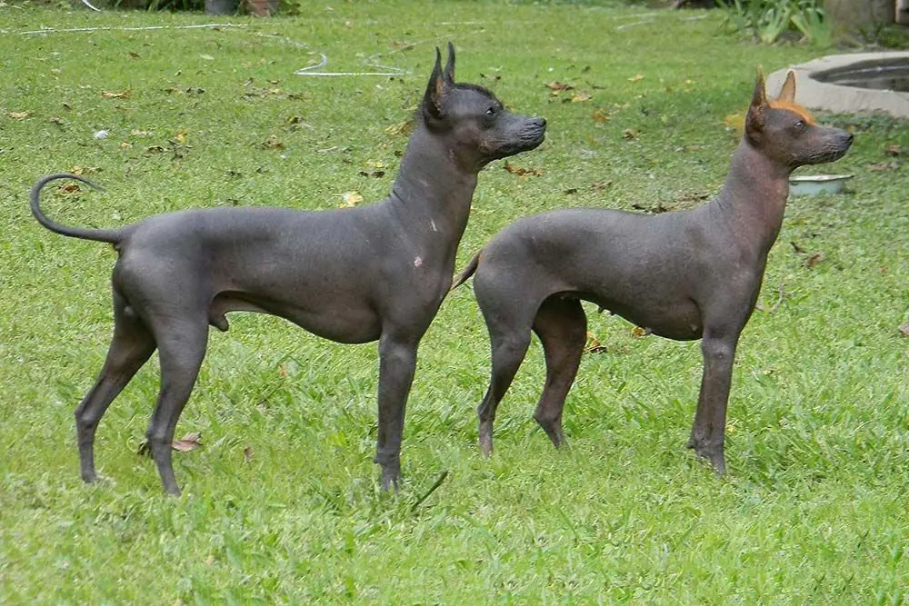 Razas de perros argentinos Pila