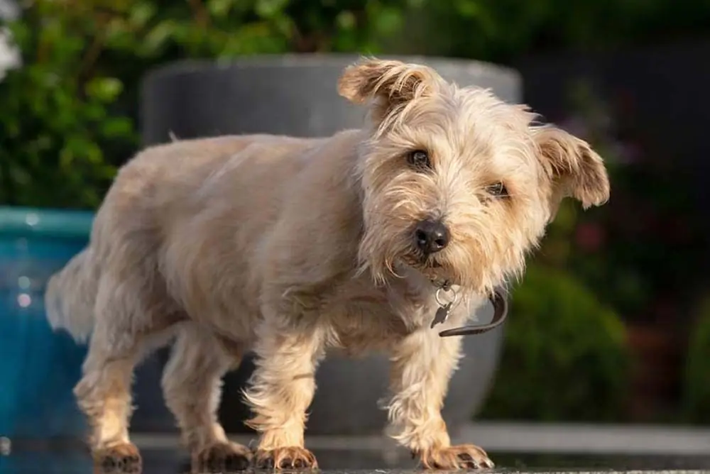 Razas de perros de pelo duro- Pequeños, medianos y grandes: Descubre las razas de perros de pelo duro