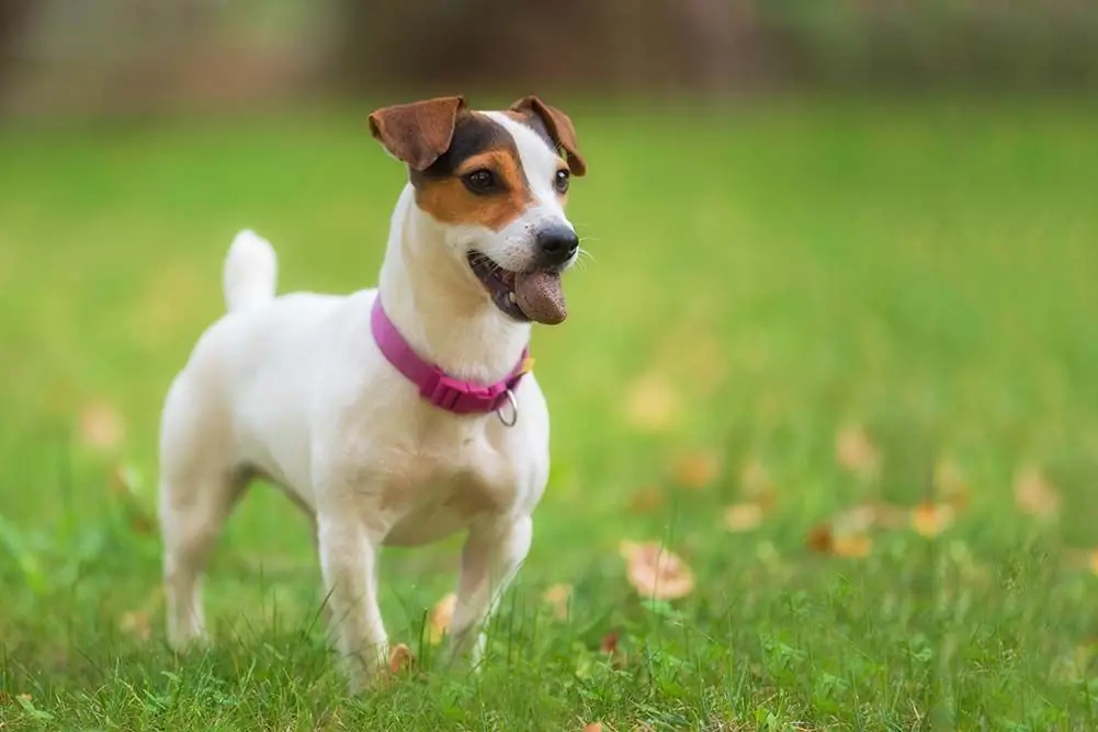 Razas de perros difíciles de adiestrar: Conoce las razas que requieren más dedicación y paciencia en su entrenamiento