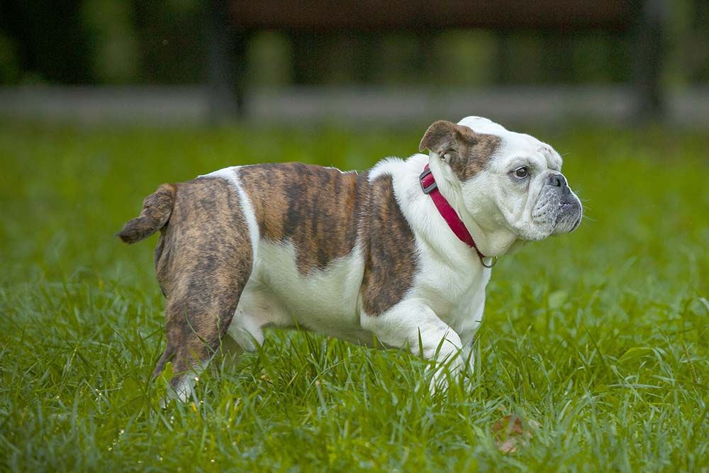 Razas de perros tranquilos bulldog ingles