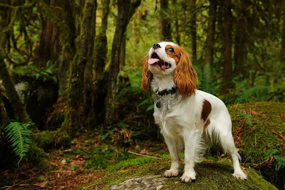 Razas de perros tranquilos: Conoce las razas de perros más relajadas