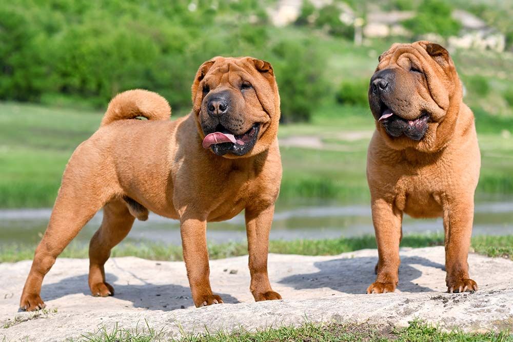Razas de perros tranquilos shar pei