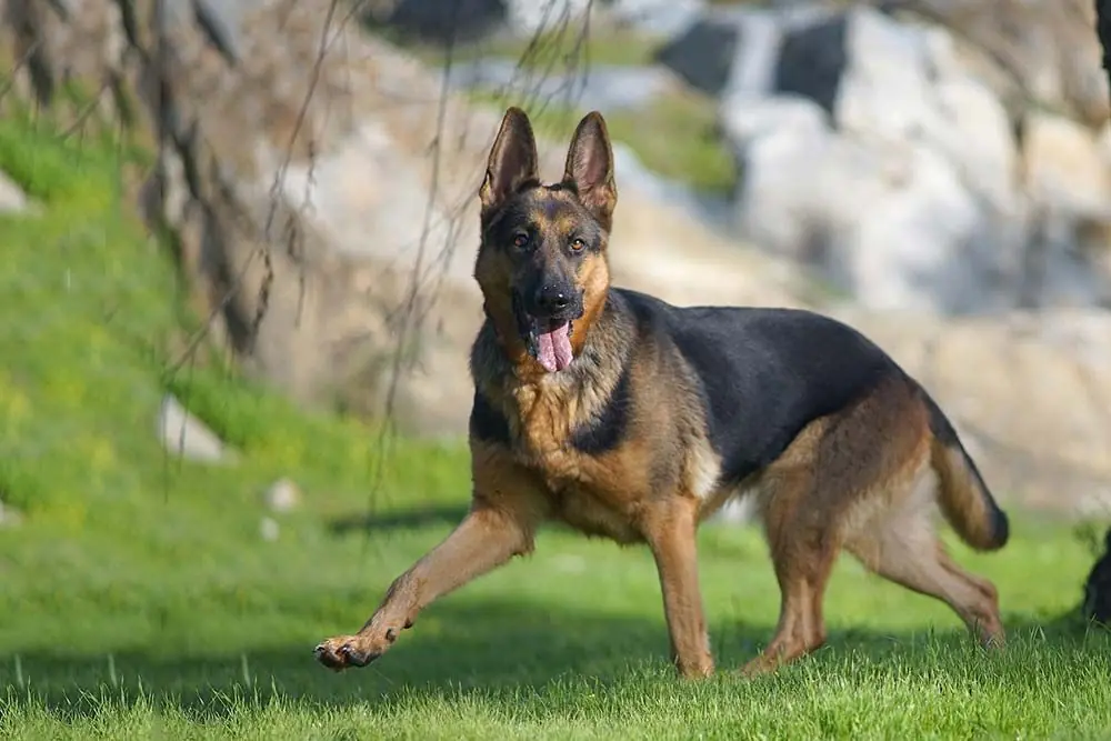 Scopri le razze di cani più comuni: una guida pratica