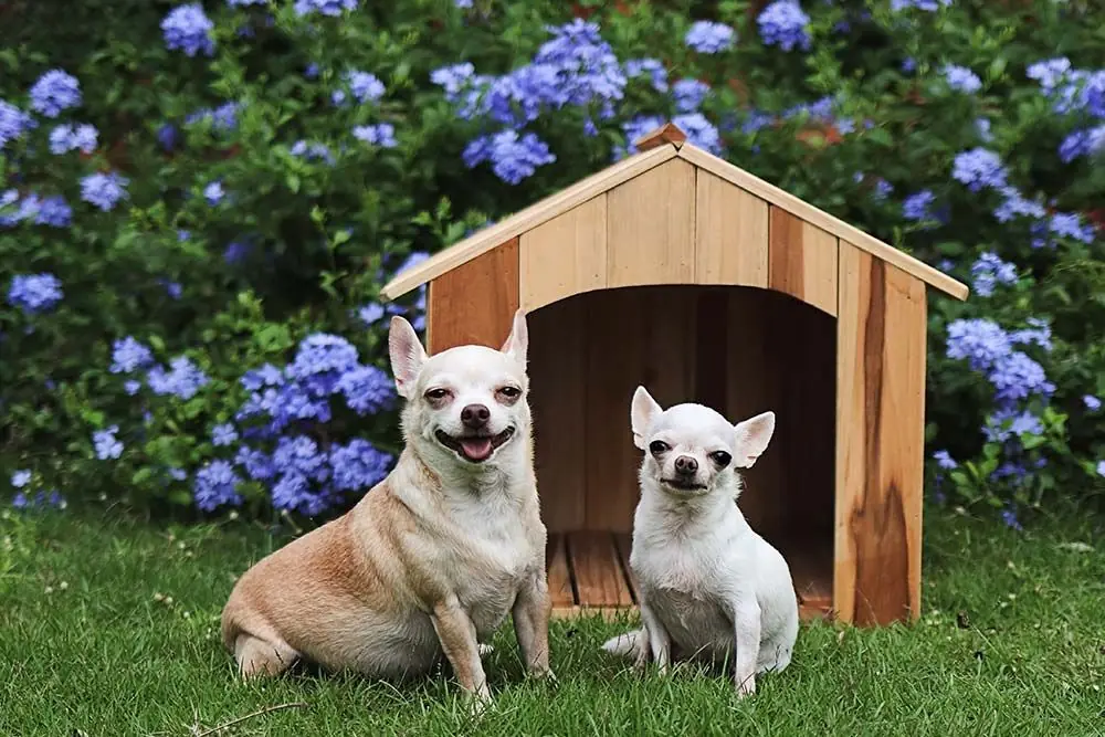 Razze di cani pelo corto Chihuahua