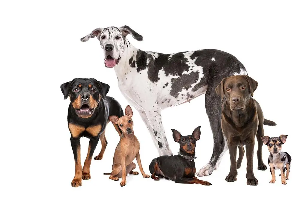 Razze di cani pelo corto: caratteristiche, cura e origine