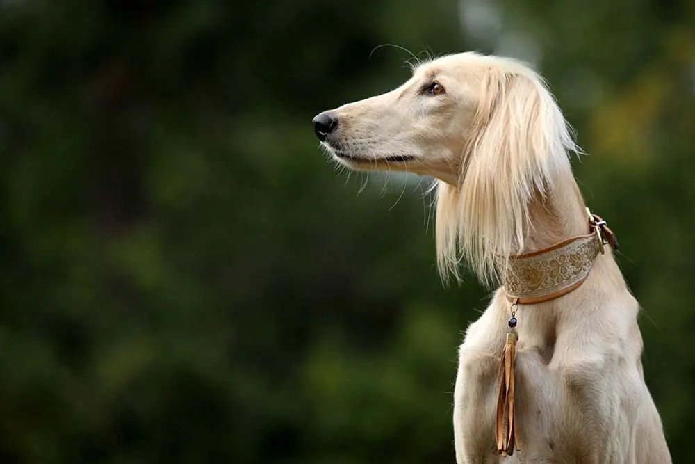 Saluki: características, cuidados, alimentación y carácter