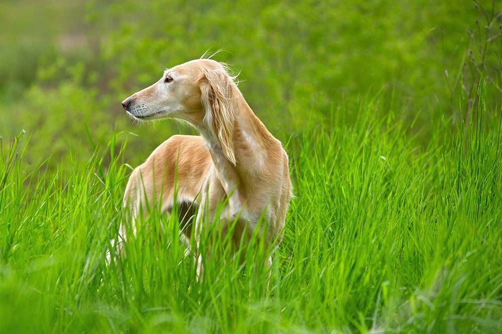 Saluki problemas
