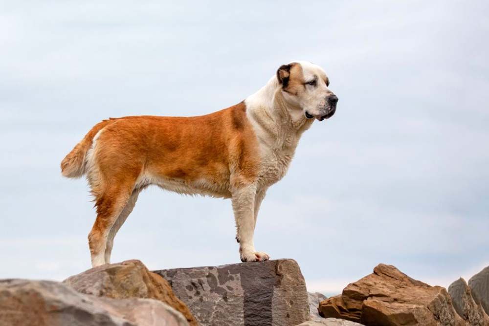 Salute dell Alabai condizioni comuni