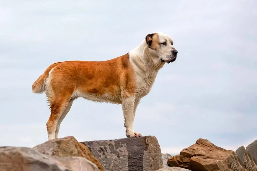 Salute dell Alabai condizioni comuni