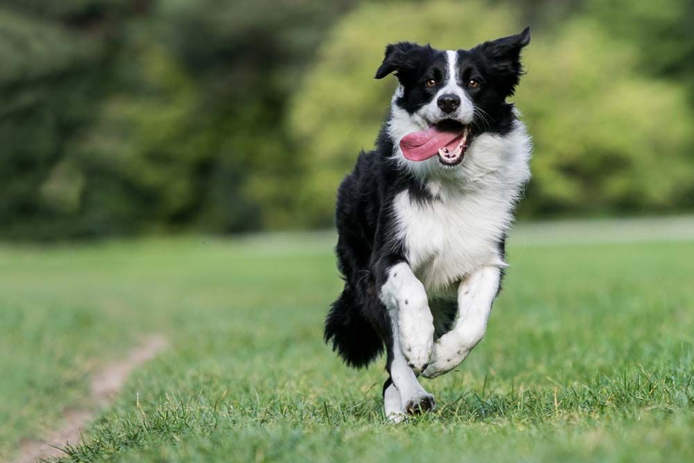 Salute e cura del Border Collie