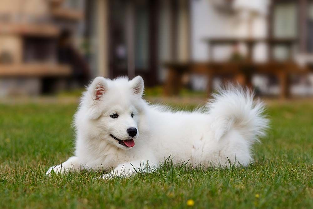 Samoyedo
