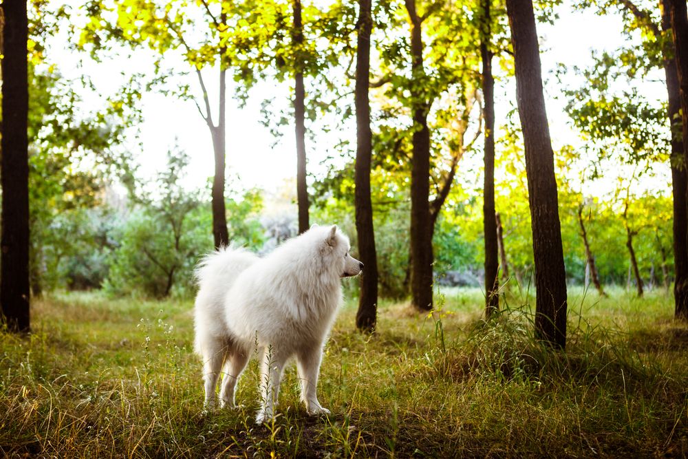Samoyedo paseando por el parque durante el atardecer