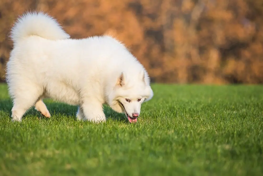 Samoyedo corriendo y disfrutando en un parque