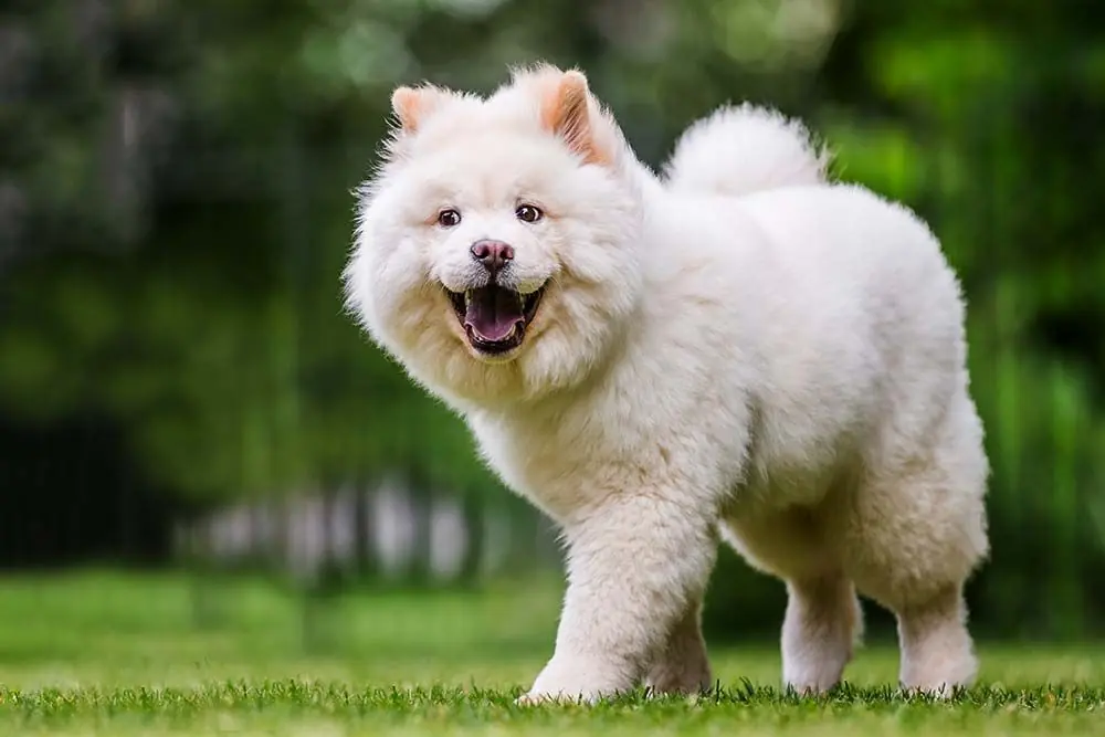 Samoyedo: características, cuidados, alimentación y carácter