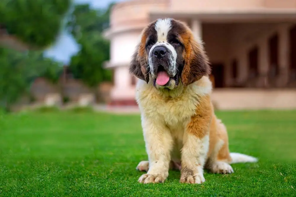 San Bernardo caracter