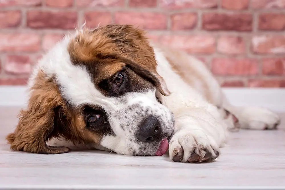 San Bernardo problemas