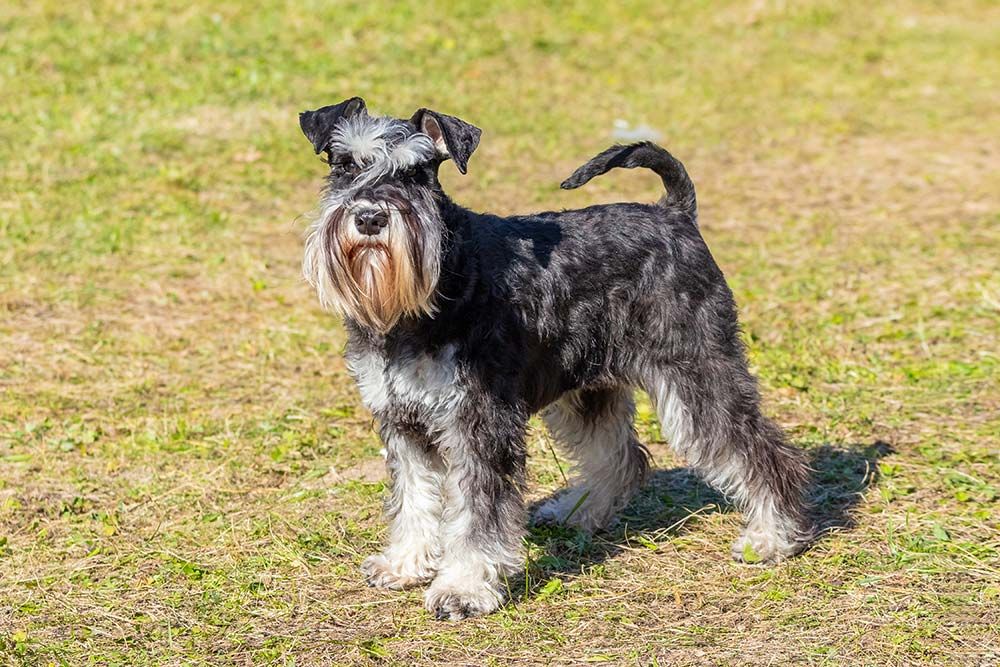 Schnauzer