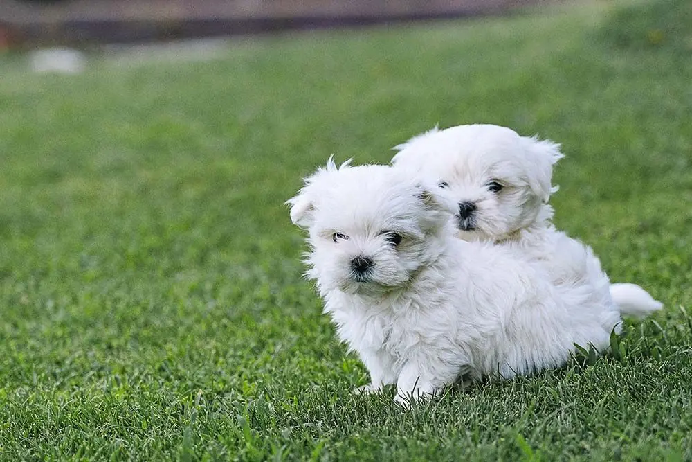 Scopri le differenze tra il cane Bolognese e il Maltese!