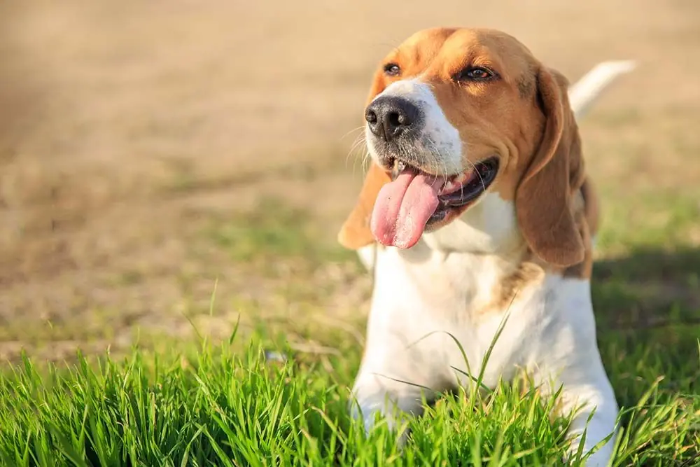 Scopriamo insieme le razze di cani con le orecchie lunghe!