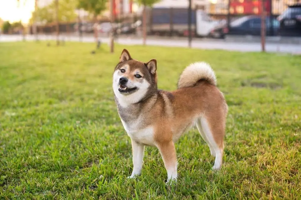 Shikoku Inu