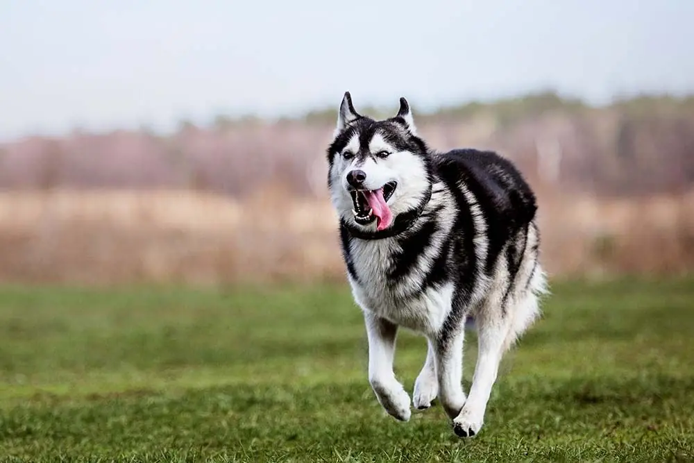 Siberian husky
