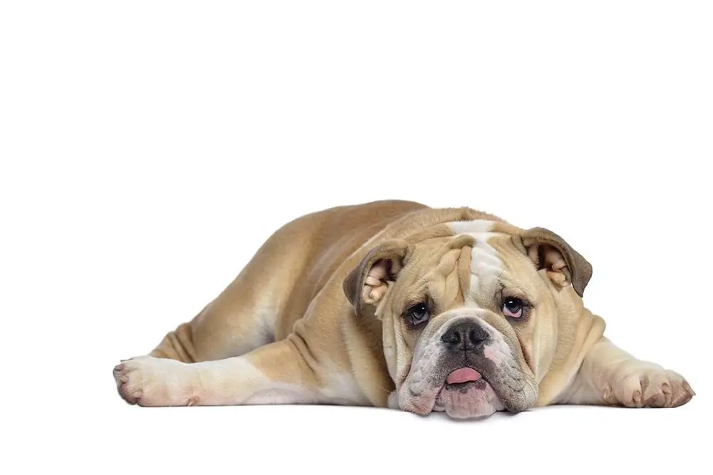 Síndrome del Cachorro Nadador: Causas, Síntomas y Tratamiento